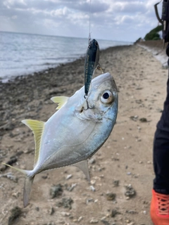 ガーラの釣果