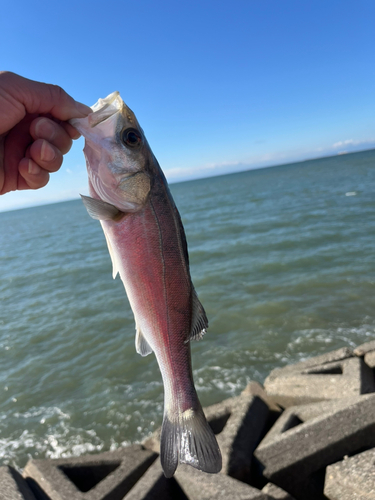 セイゴ（ヒラスズキ）の釣果