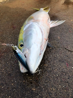 ヤズの釣果