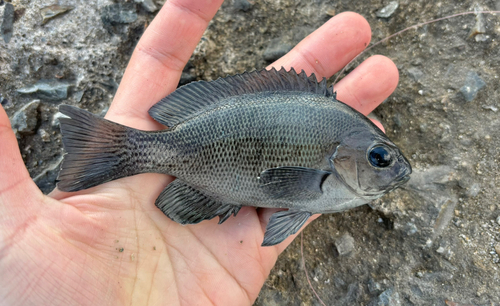 メジナの釣果