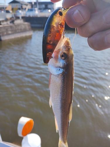 ハスの釣果