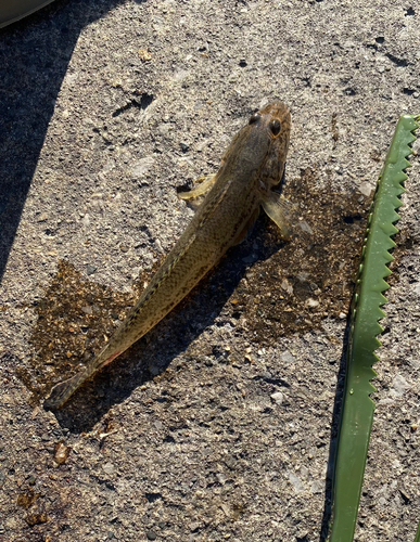 マハゼの釣果