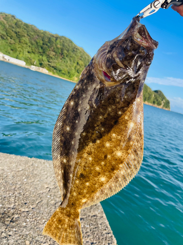 ヒラメの釣果