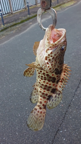 チャイロマルハタの釣果