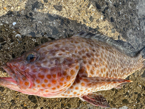 オオモンハタの釣果