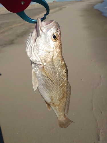 ニベの釣果