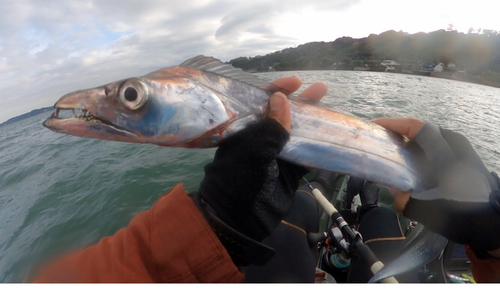 タチウオの釣果