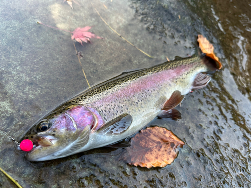 ニジマスの釣果