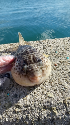 フグの釣果