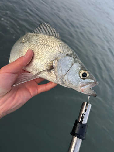 セイゴ（ヒラスズキ）の釣果