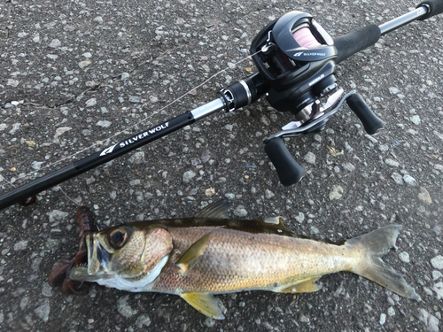 クロムツの釣果