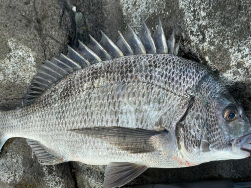 チヌの釣果