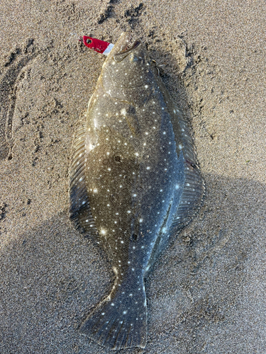 ソゲの釣果