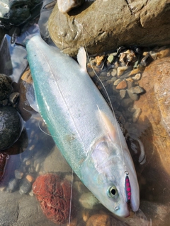 ホウライマスの釣果