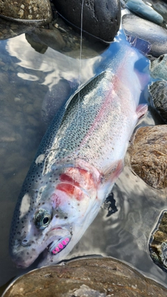 ニジマスの釣果