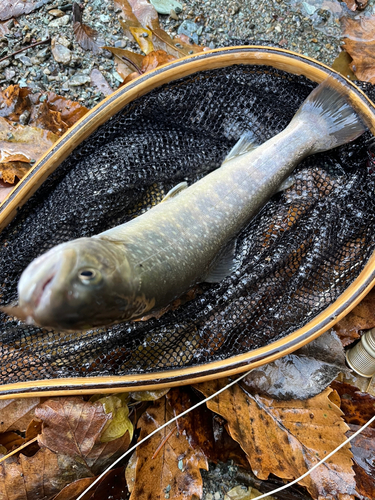 イワナの釣果