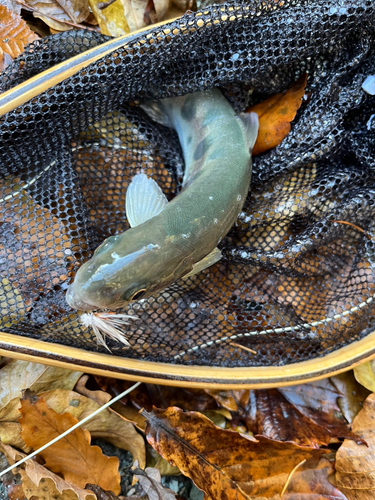 ヤマメの釣果