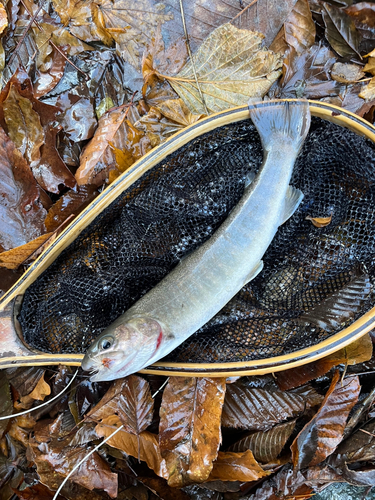 イワナの釣果