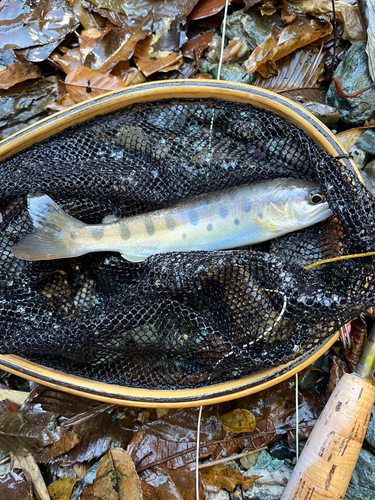 ヤマメの釣果