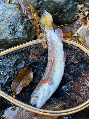 ニジマスの釣果