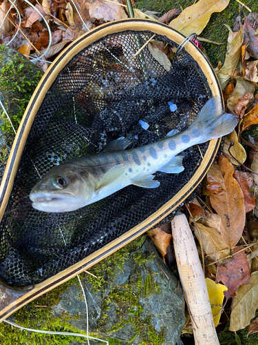 ヤマメの釣果