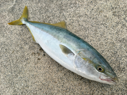 三陸海岸（宮城）