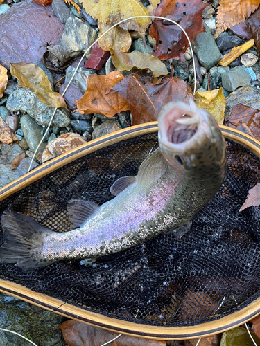 ニジマスの釣果