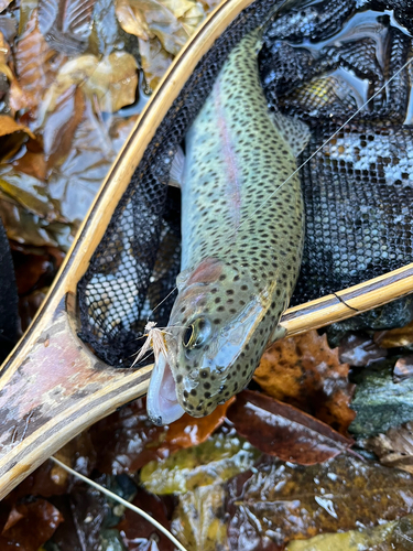 ニジマスの釣果