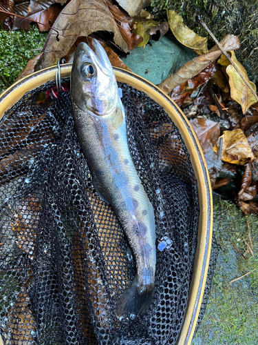 ヤマメの釣果