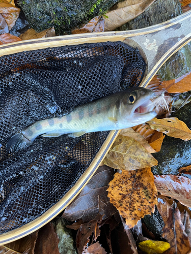 ヤマメの釣果