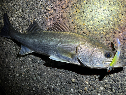 スズキの釣果