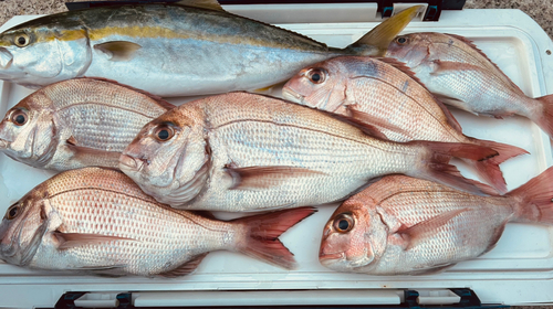 タイの釣果