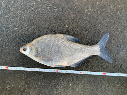 ダントウボウの釣果