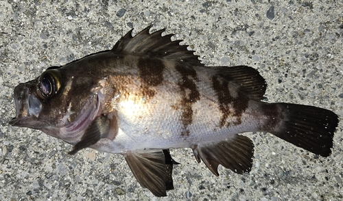 メバルの釣果