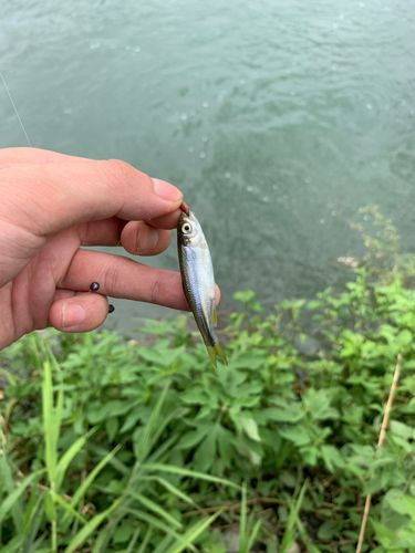 釣果