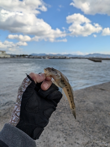 ハゼの釣果