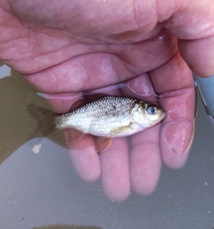 フナの釣果