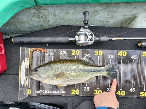 ブラックバスの釣果