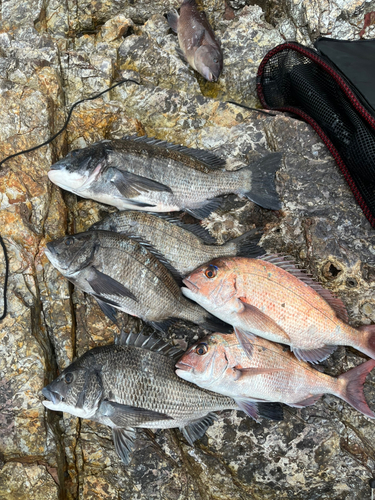 マダイの釣果