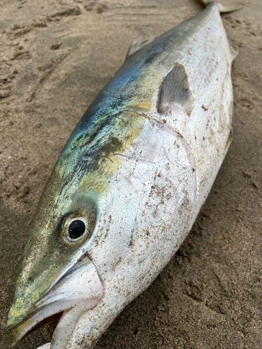 中田島サーフ