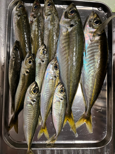 アジの釣果