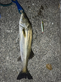 シーバスの釣果