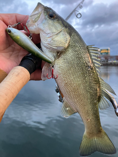 ブラックバスの釣果