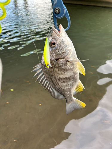 キビレの釣果