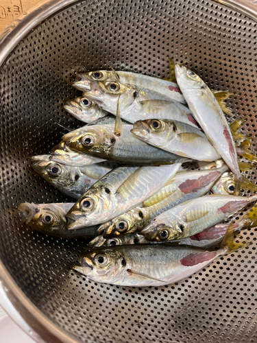 アジの釣果