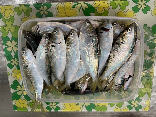 コノシロの釣果