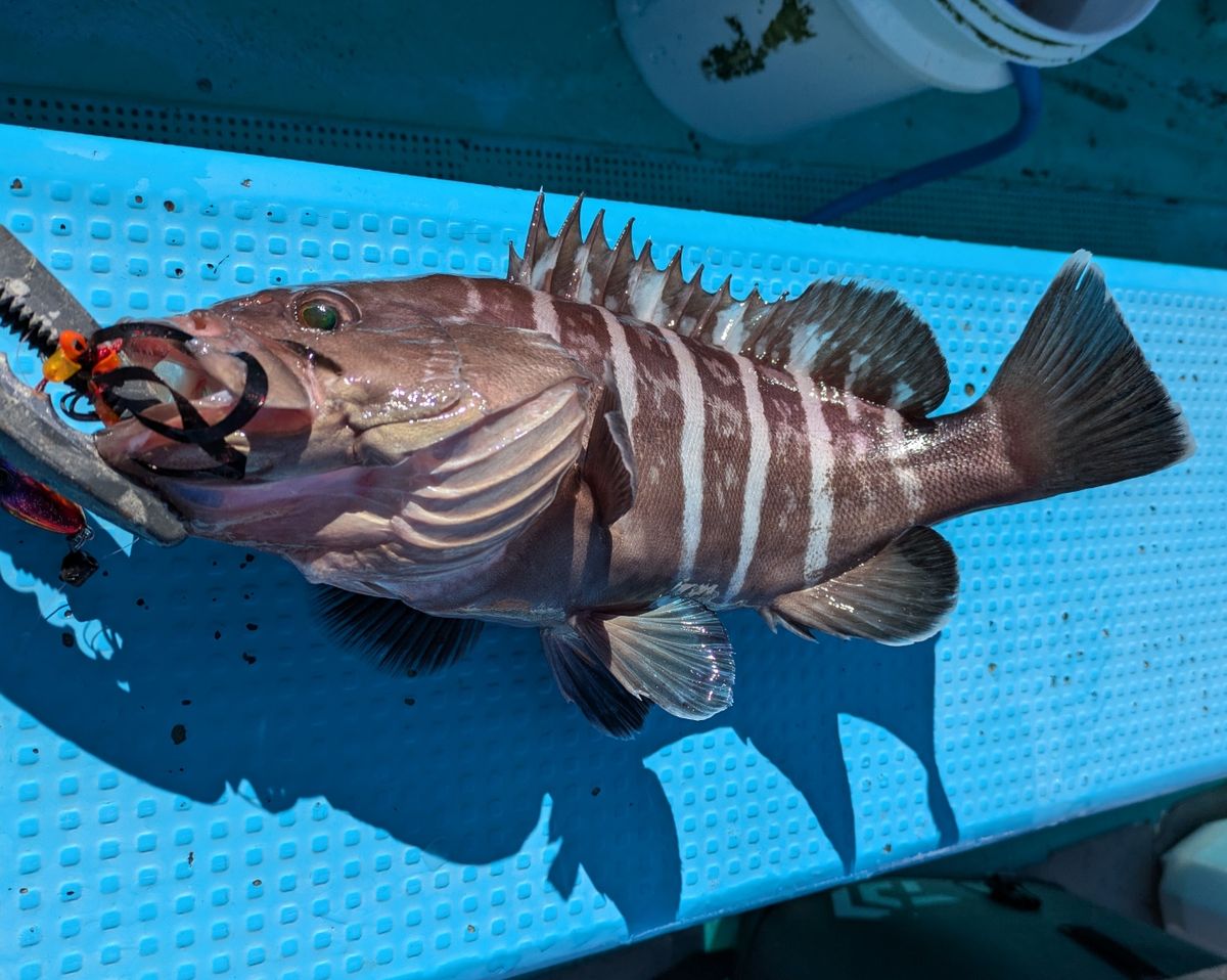 釣りバカじいさんさんの釣果 2枚目の画像