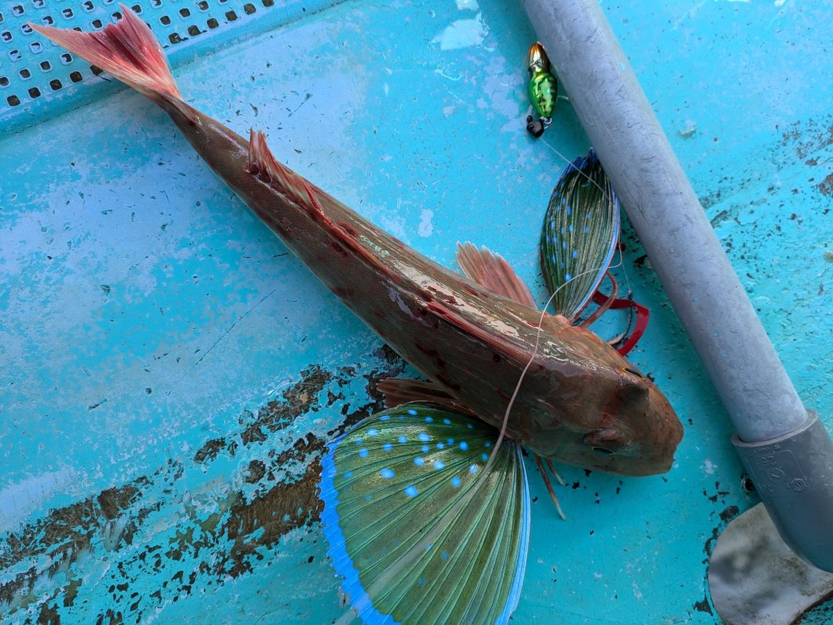 釣りバカじいさんさんの釣果 3枚目の画像