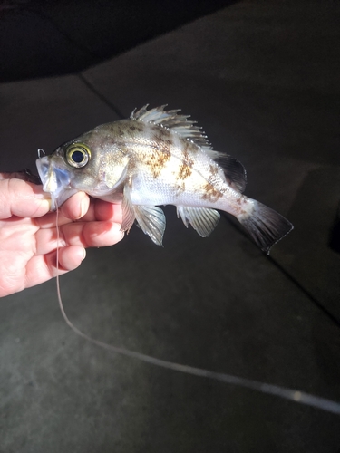 シロメバルの釣果