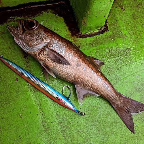 クロムツの釣果